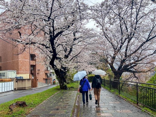 「外堀通り桜並木散策」コース