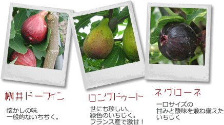 イチジク狩り