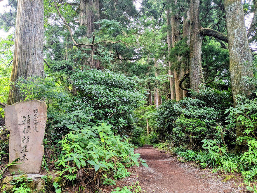 箱根杉並木