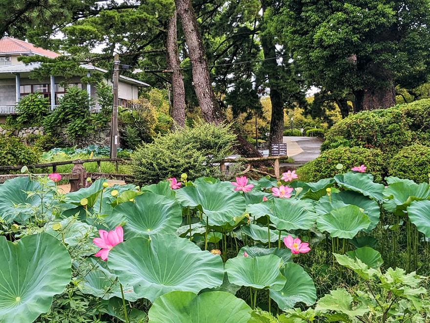 藤棚・郷土文化館前のハス