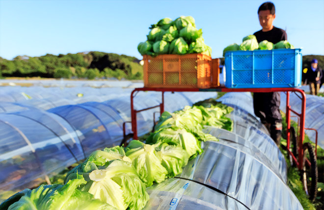 かんべレタス収穫