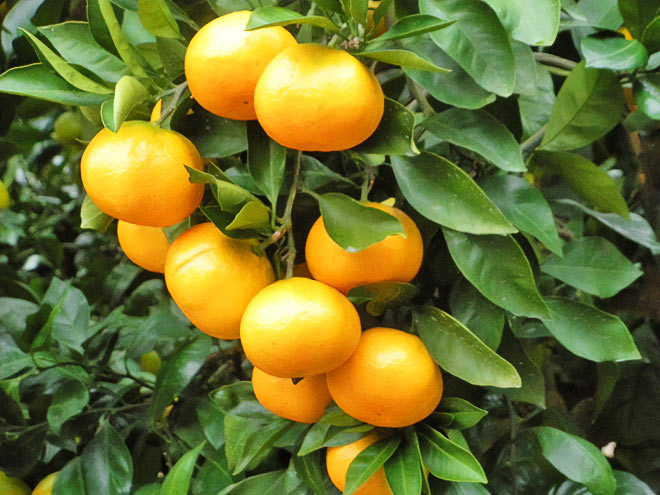 オレンジ村オートキャンプ場＆千倉オレンジセンター