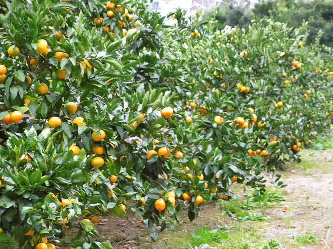 オレンジ村オートキャンプ場＆千倉オレンジセンター