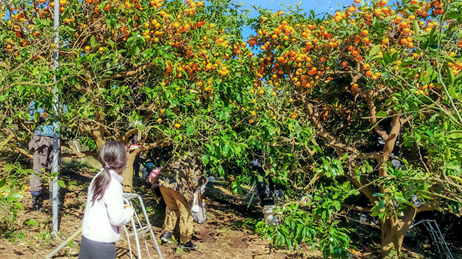 オレンジ村オートキャンプ場＆千倉オレンジセンター