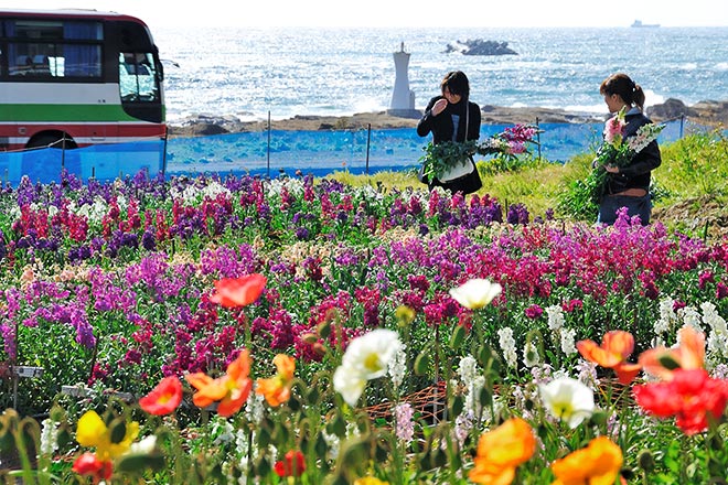 白間津のお花畑