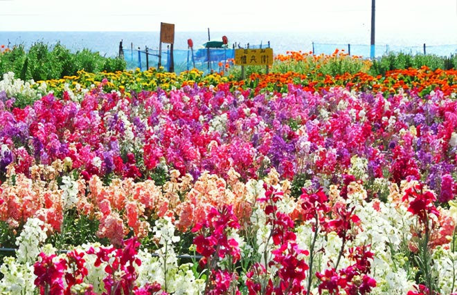 白間津のお花畑