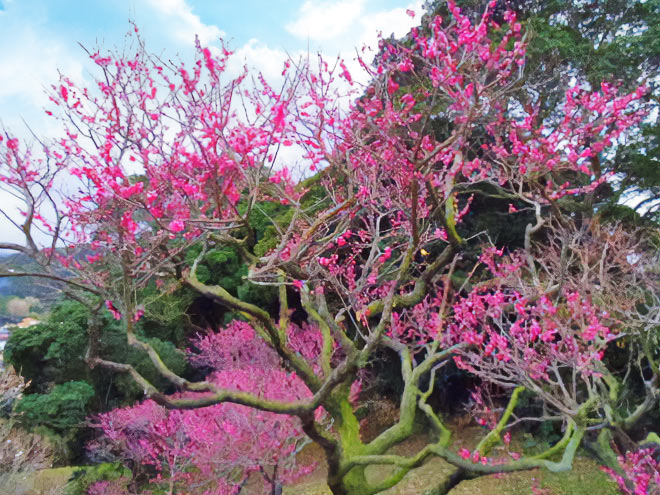 城山公園の梅園
