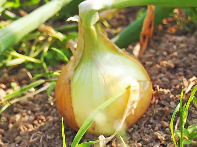 田辺農園の新たまねぎ