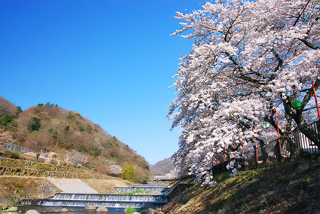 宮城野早川堤の桜