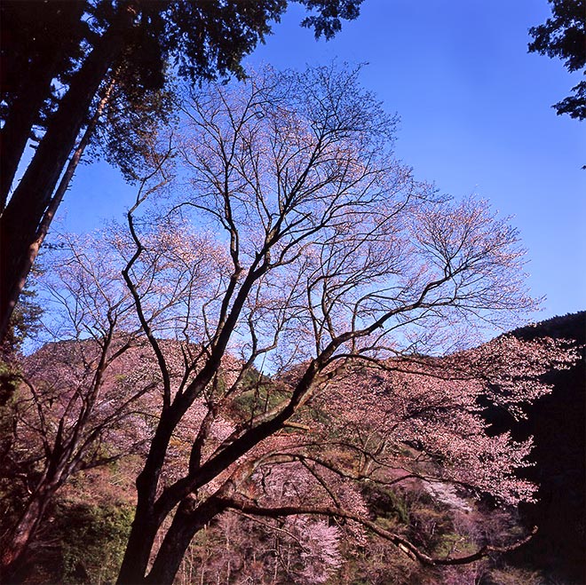 畑宿の夫婦桜