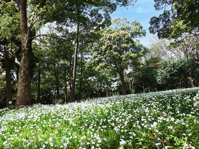 渓流の梅園